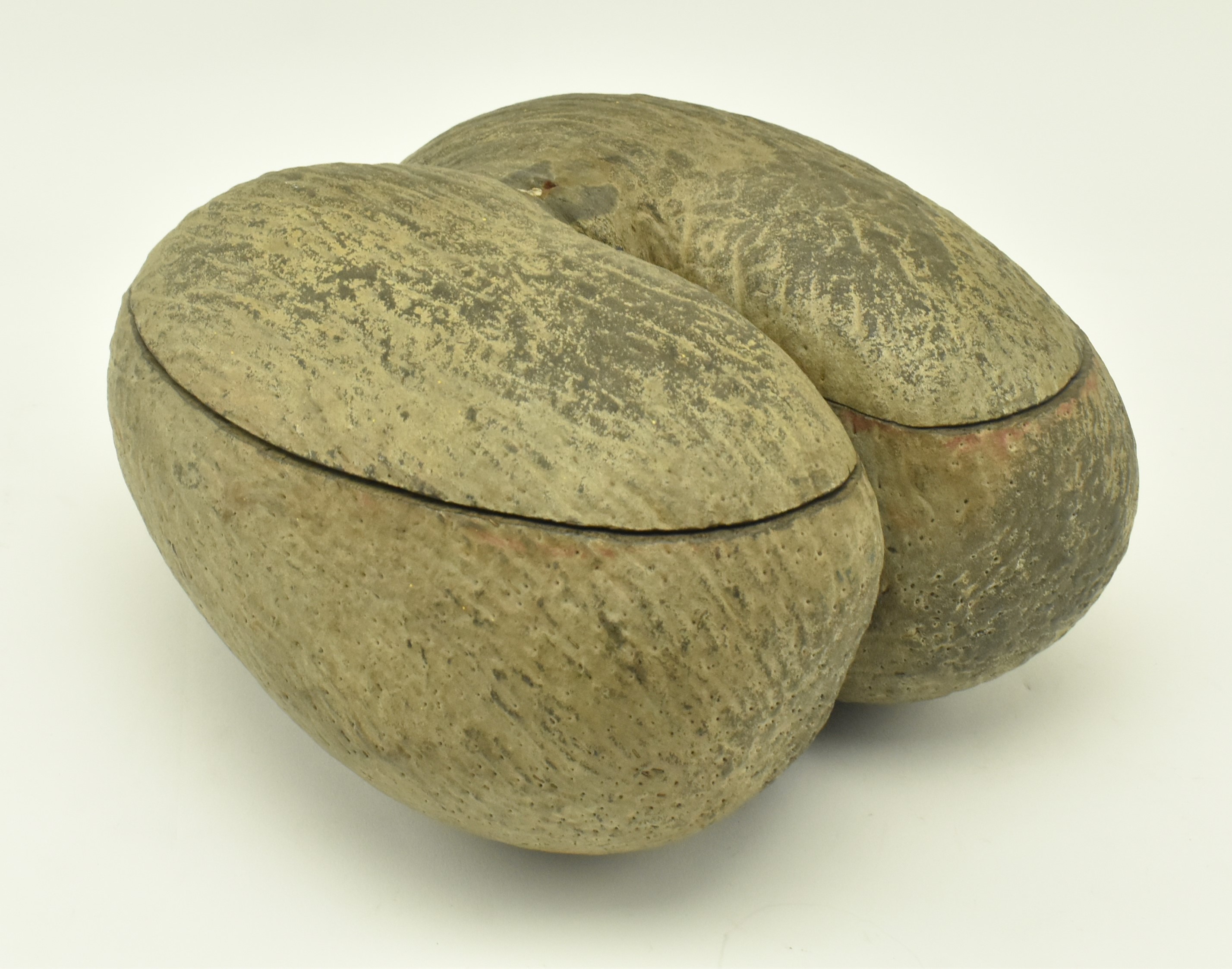 UNPOLISHED COCO DE MER NUT WITH CUT TOP