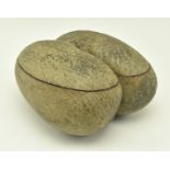 UNPOLISHED COCO DE MER NUT WITH CUT TOP