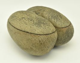 UNPOLISHED COCO DE MER NUT WITH CUT TOP