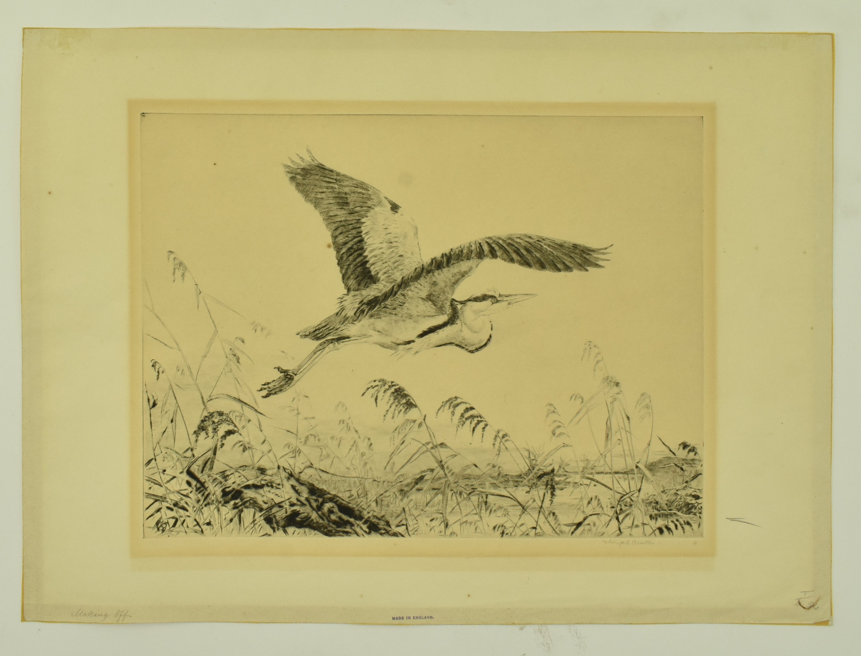 WINIFRED AUSTEN - MAKING OFF - DRYPOINT ETCHING OF STORK - Image 2 of 6