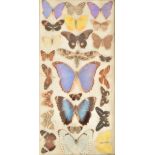 ENTOMOLOGY - COLLECTION OF TAXIDERMY BUTTERFLY SPECIMENS
