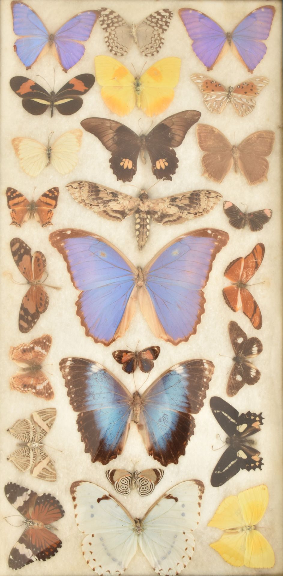 ENTOMOLOGY - COLLECTION OF TAXIDERMY BUTTERFLY SPECIMENS