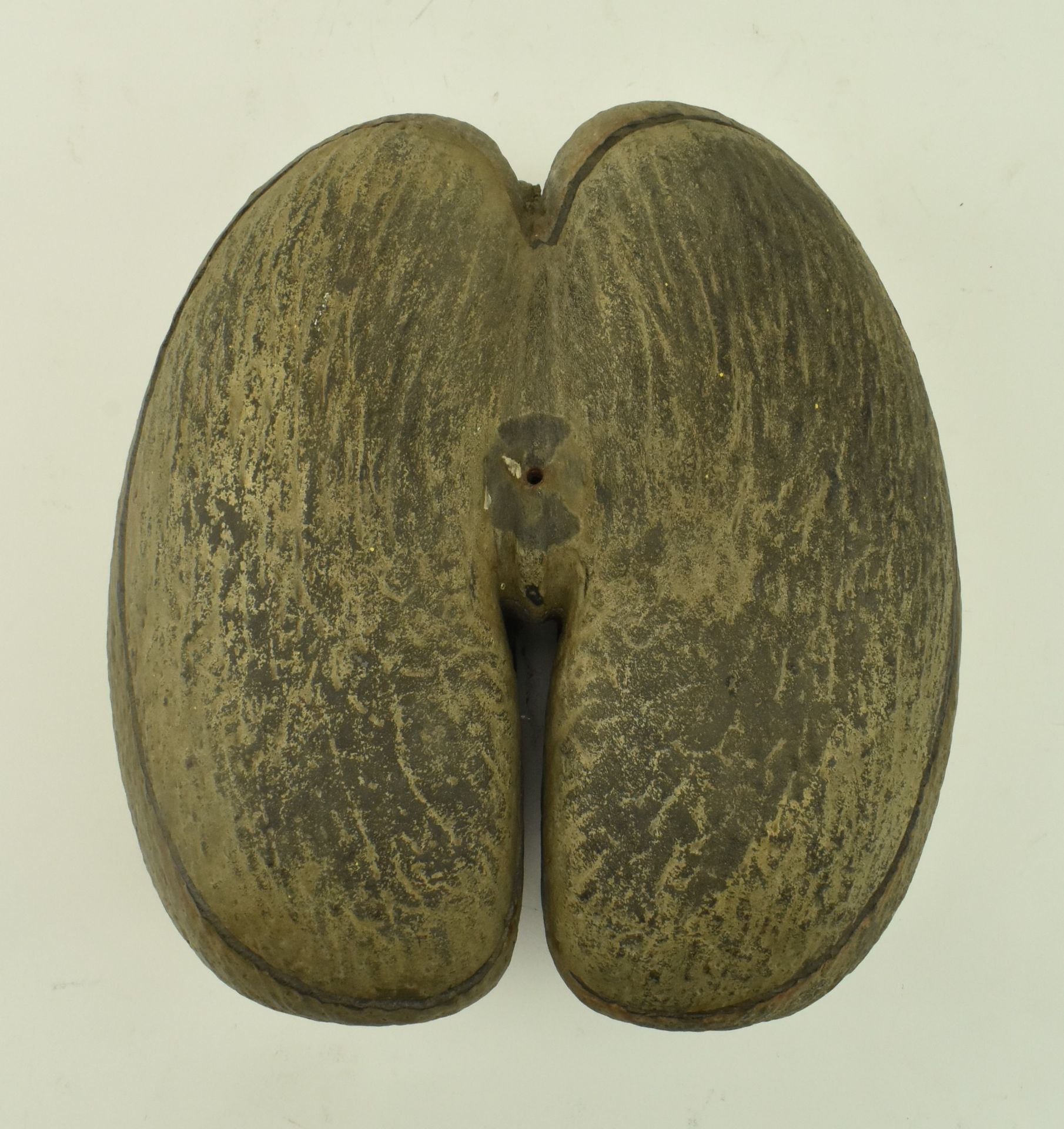 UNPOLISHED COCO DE MER NUT WITH CUT TOP - Image 2 of 5