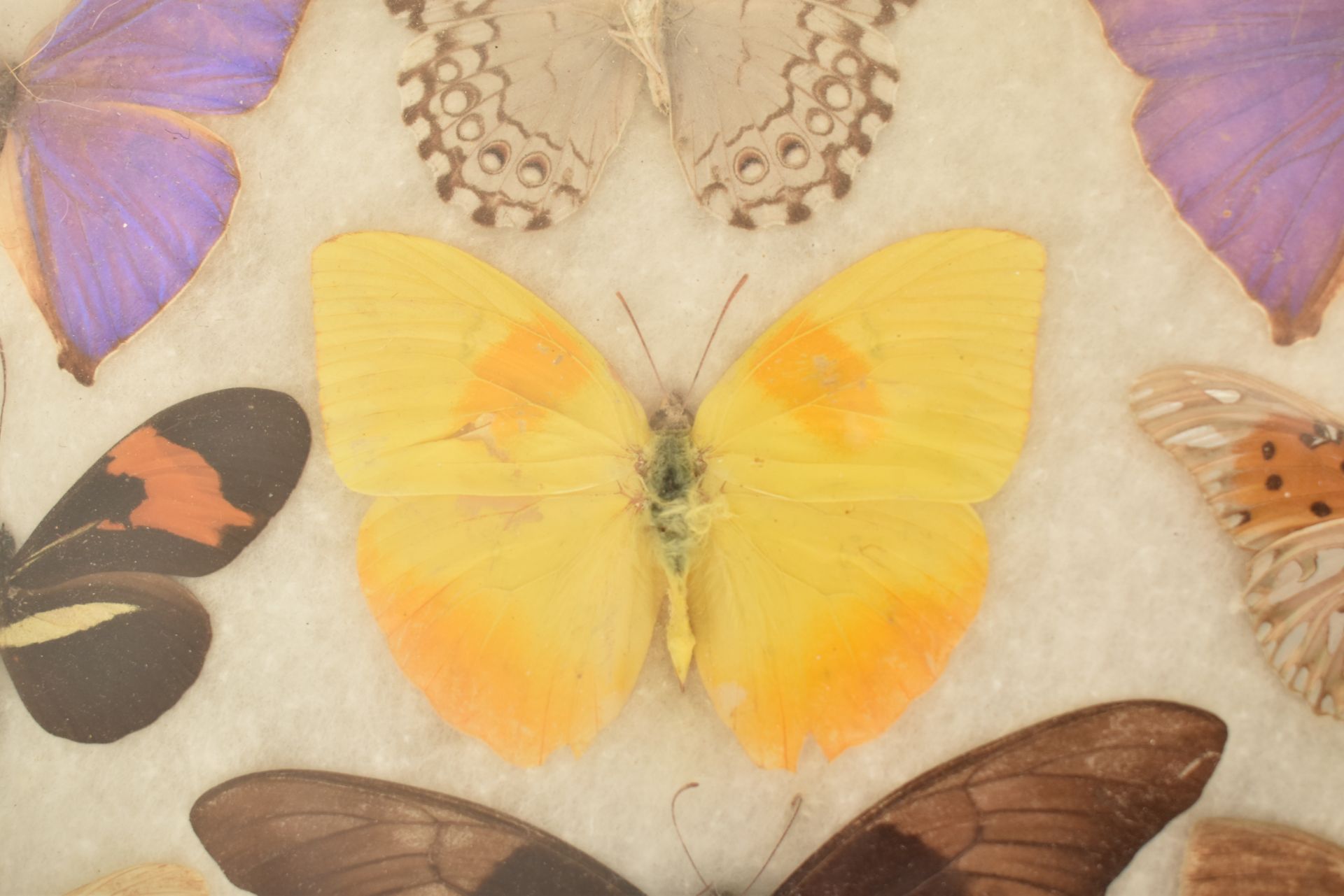 ENTOMOLOGY - COLLECTION OF TAXIDERMY BUTTERFLY SPECIMENS - Image 4 of 6