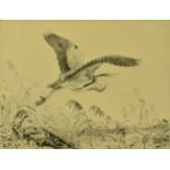 WINIFRED AUSTEN - MAKING OFF - DRYPOINT ETCHING OF STORK