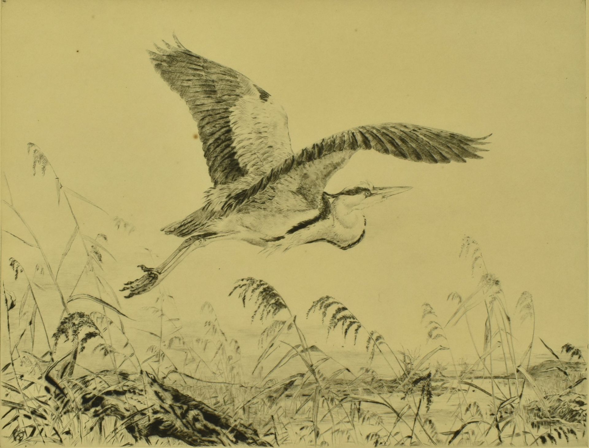 WINIFRED AUSTEN - MAKING OFF - DRYPOINT ETCHING OF STORK