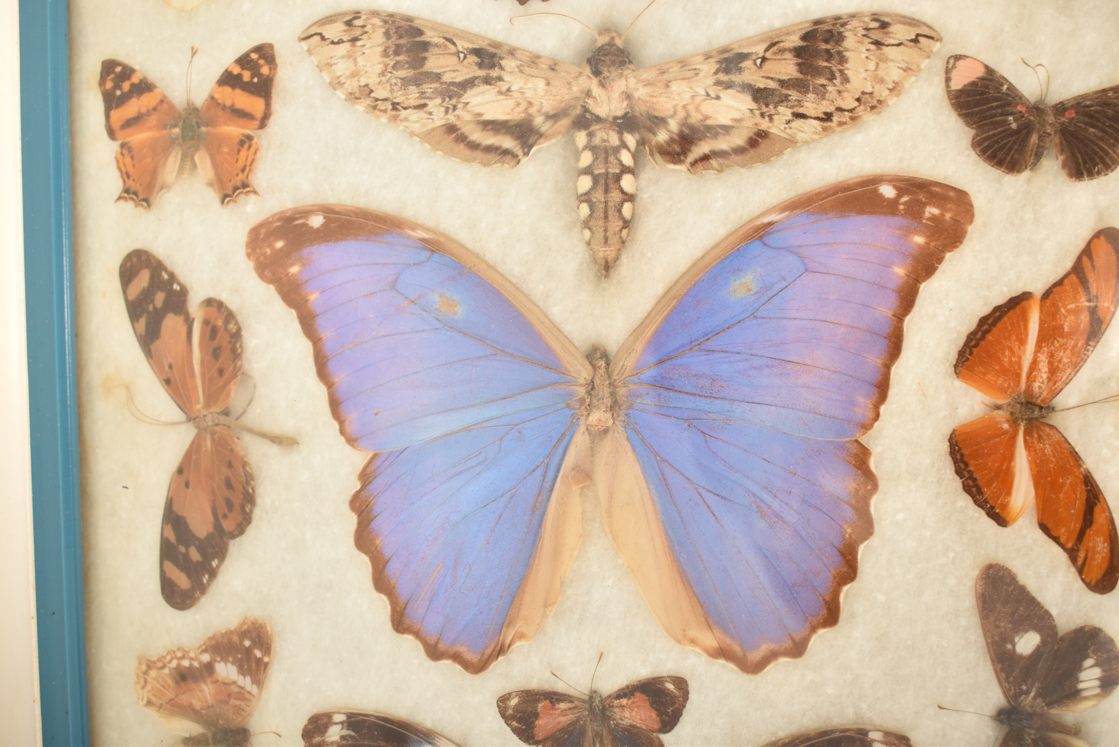 ENTOMOLOGY - COLLECTION OF TAXIDERMY BUTTERFLY SPECIMENS - Image 5 of 6