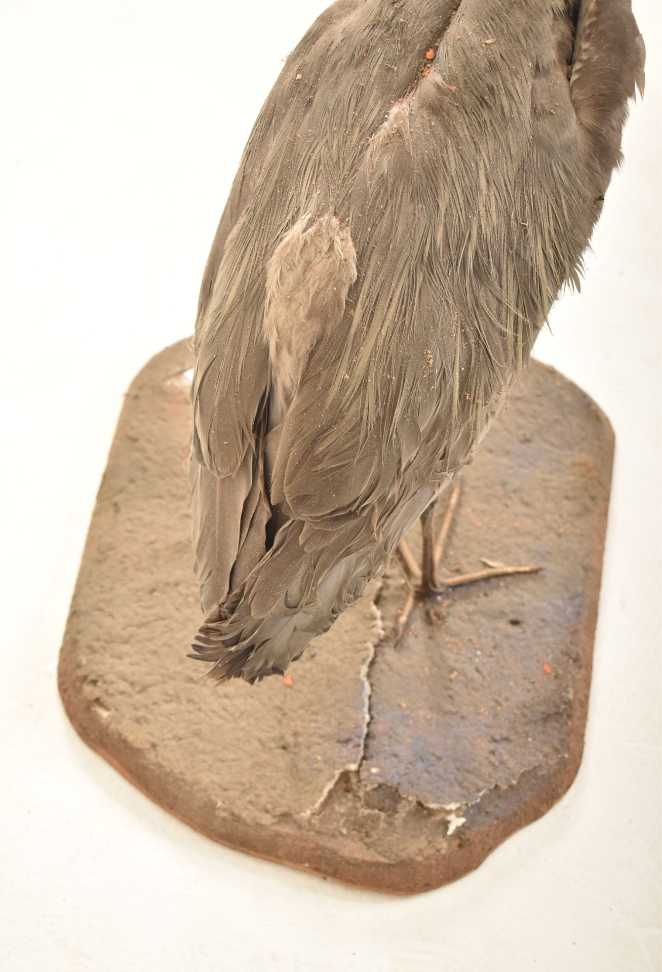 OF NATURAL HISTORY / TAXIDERMY INTEREST - VICTORIAN GREY HERON - Image 7 of 7