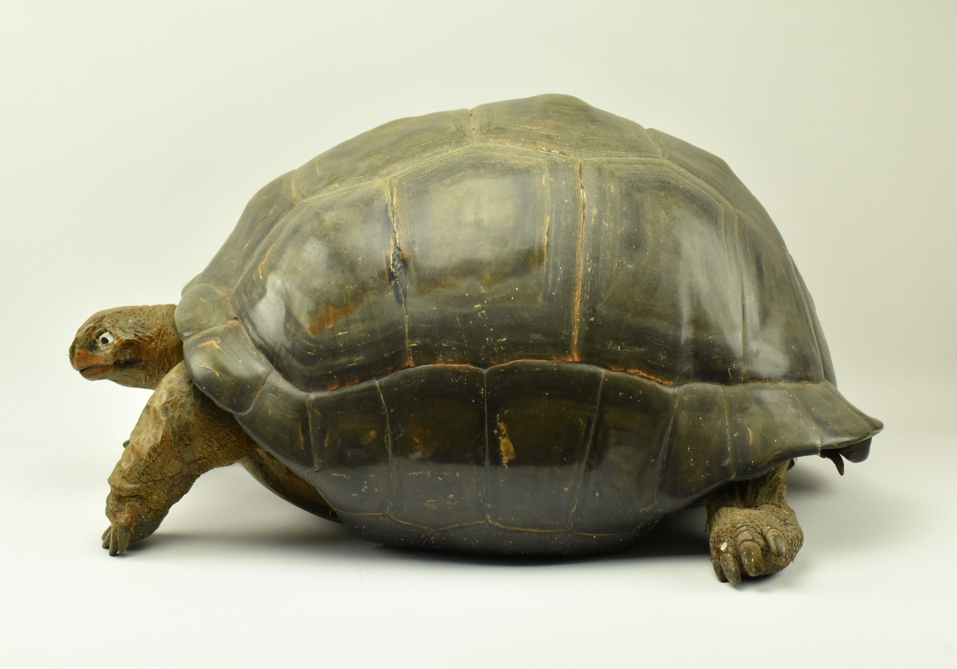 19TH CENTURY TAXIDERMY GALAPAGOS GIANT TURTLE - Image 2 of 11