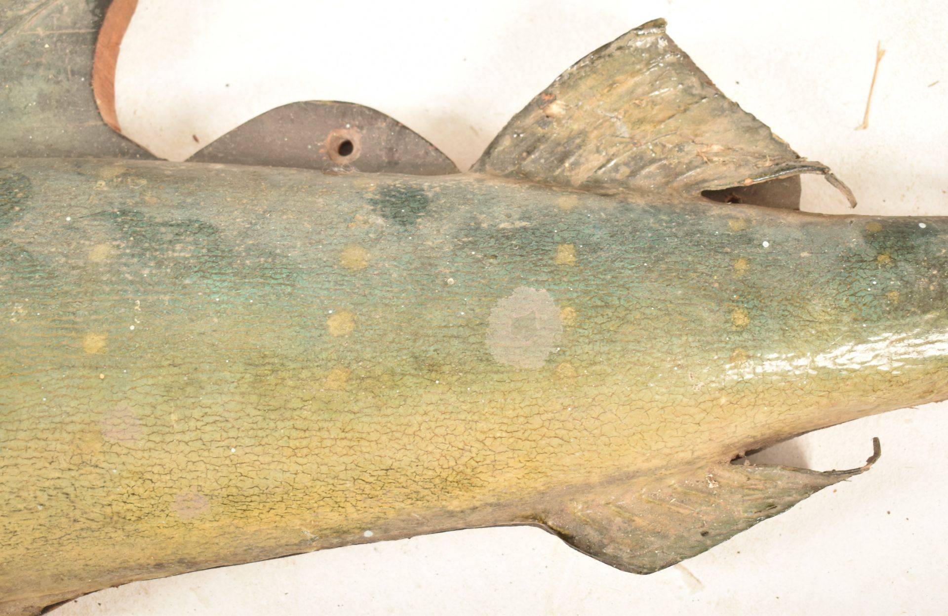 1920S TAXIDERMY SAIL FISH MOUNTED ON WOOD WITH PLAQUE - Image 4 of 8