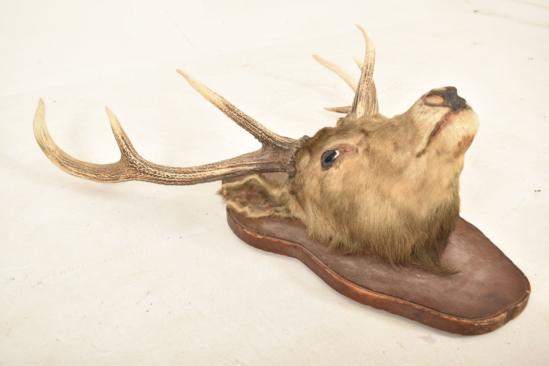 NATURAL HISTORY - 19TH CENTURY SCOTTISH STAG TAXIDERMY HEAD - Image 2 of 7