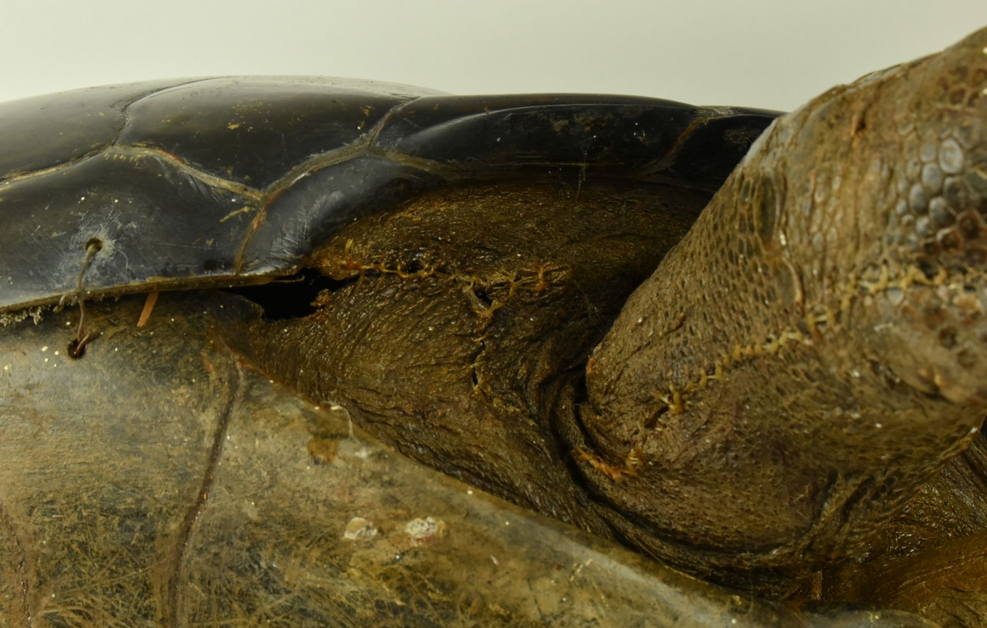 19TH CENTURY TAXIDERMY GALAPAGOS GIANT TURTLE - Image 9 of 11