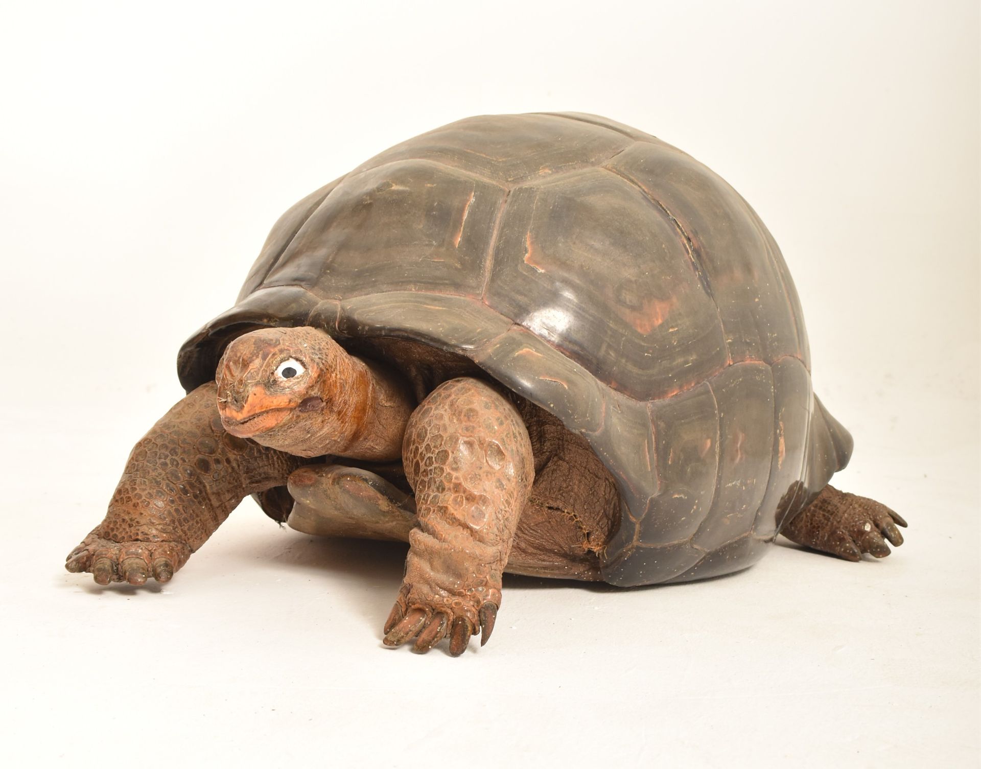 19TH CENTURY TAXIDERMY GALAPAGOS GIANT TURTLE
