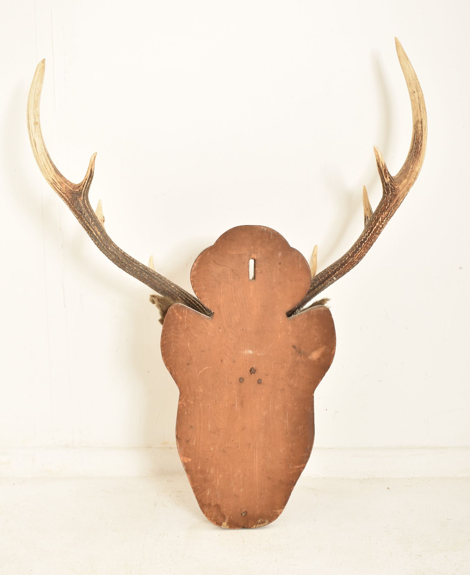 NATURAL HISTORY - 19TH CENTURY SCOTTISH STAG TAXIDERMY HEAD - Image 7 of 7