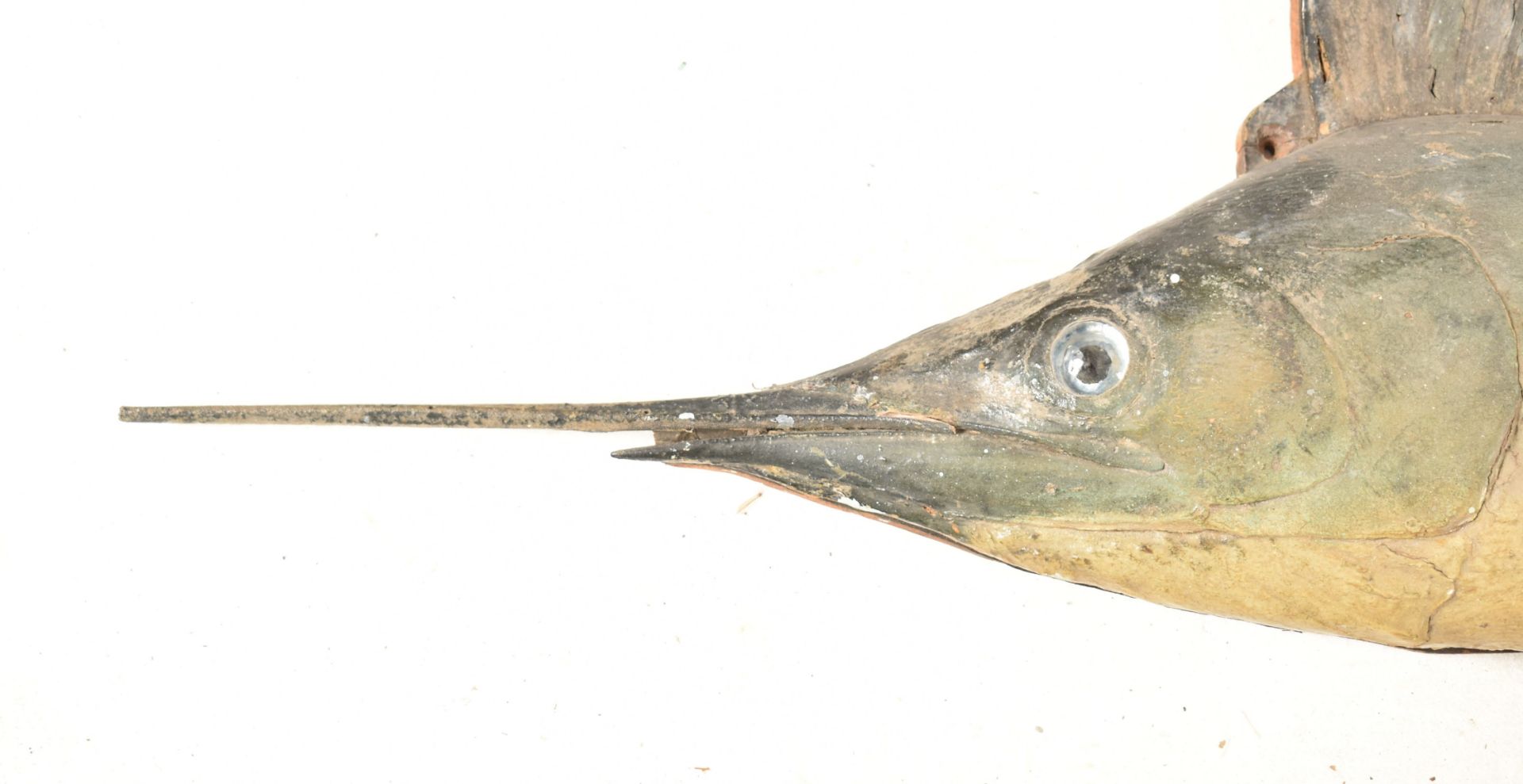 1920S TAXIDERMY SAIL FISH MOUNTED ON WOOD WITH PLAQUE - Bild 3 aus 8