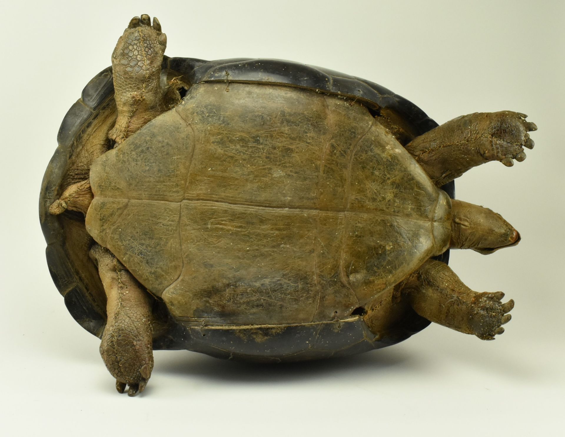 19TH CENTURY TAXIDERMY GALAPAGOS GIANT TURTLE - Image 8 of 11