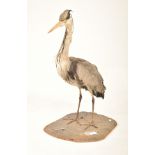 OF NATURAL HISTORY / TAXIDERMY INTEREST - VICTORIAN GREY HERON