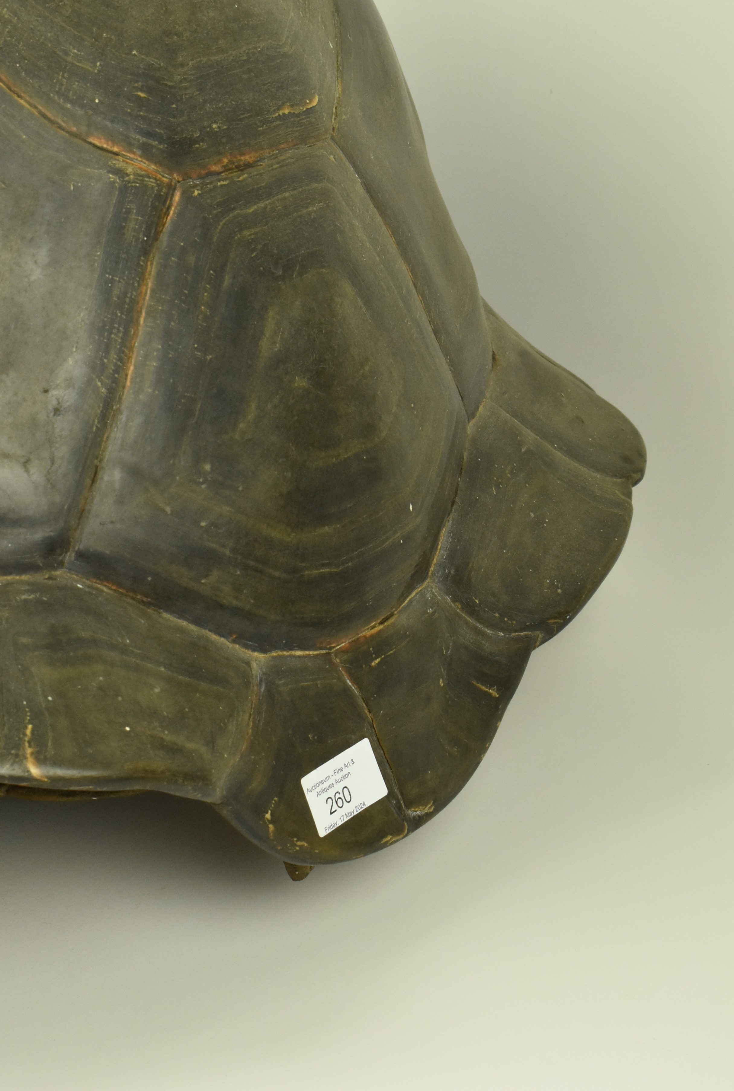 19TH CENTURY TAXIDERMY GALAPAGOS GIANT TURTLE - Image 6 of 11