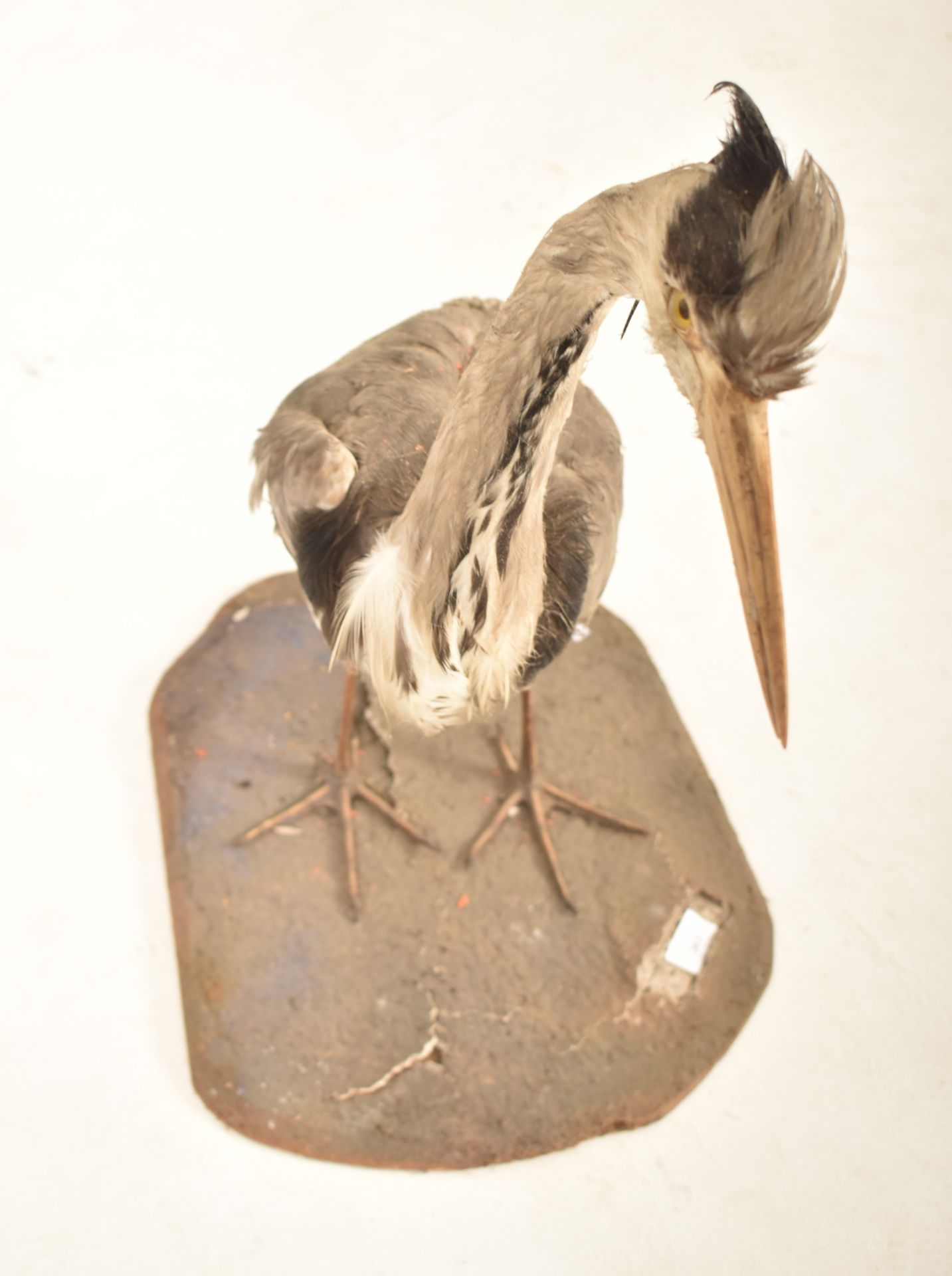 OF NATURAL HISTORY / TAXIDERMY INTEREST - VICTORIAN GREY HERON - Image 2 of 7