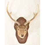 NATURAL HISTORY - 19TH CENTURY SCOTTISH STAG TAXIDERMY HEAD