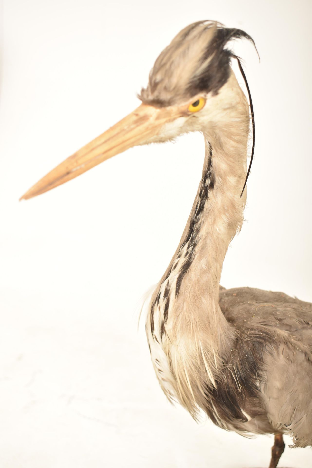 OF NATURAL HISTORY / TAXIDERMY INTEREST - VICTORIAN GREY HERON - Image 3 of 7