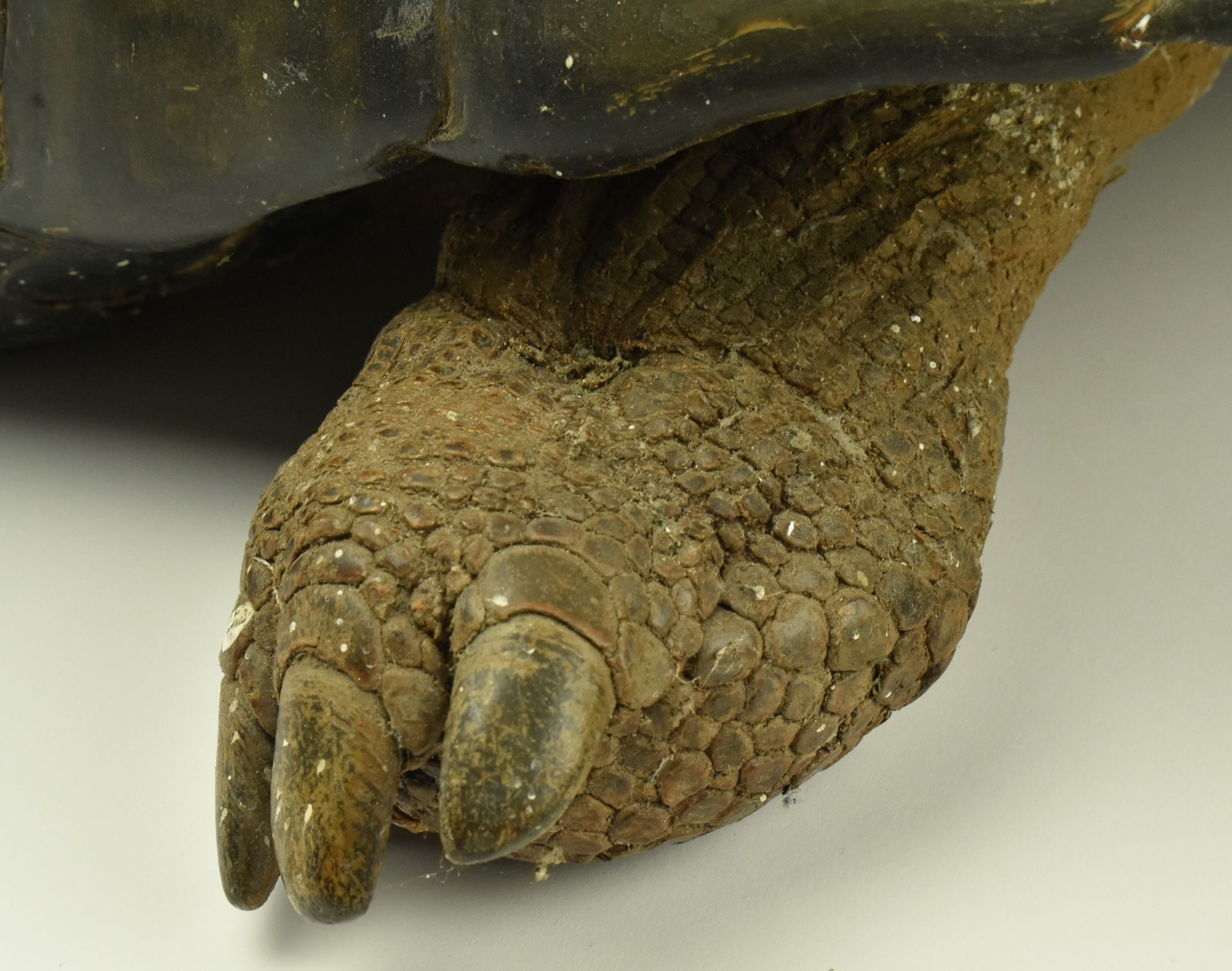 19TH CENTURY TAXIDERMY GALAPAGOS GIANT TURTLE - Image 5 of 11