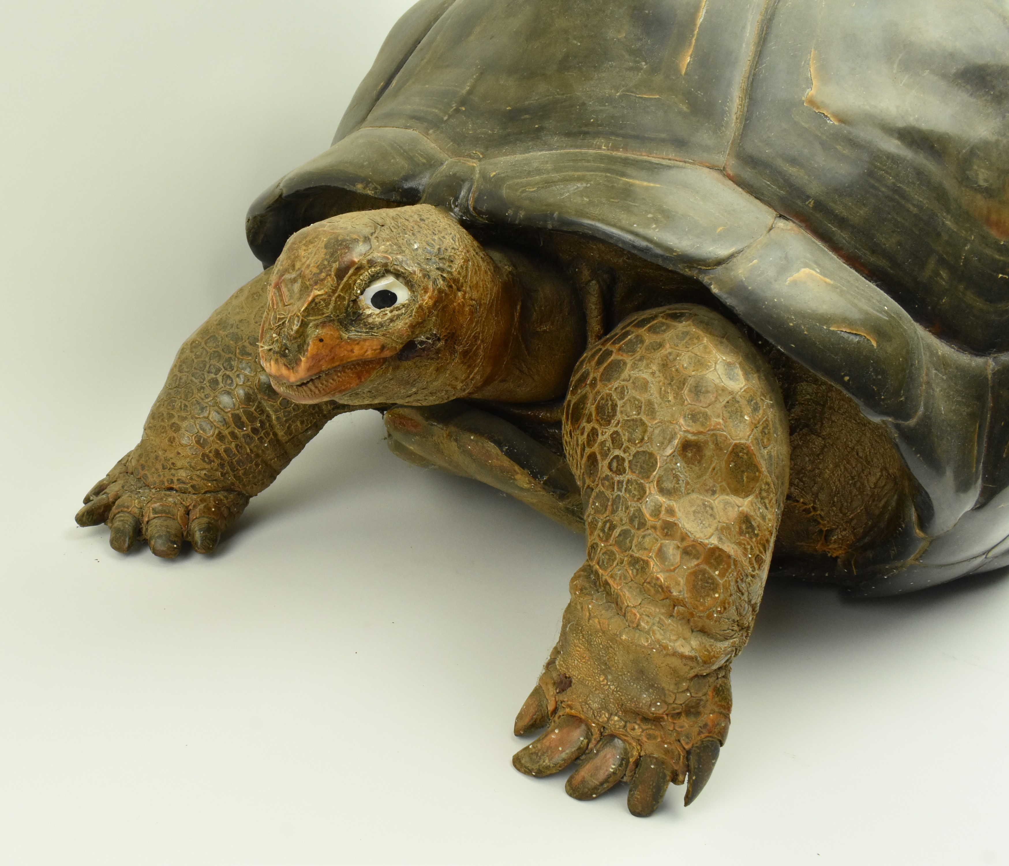 19TH CENTURY TAXIDERMY GALAPAGOS GIANT TURTLE - Image 3 of 11