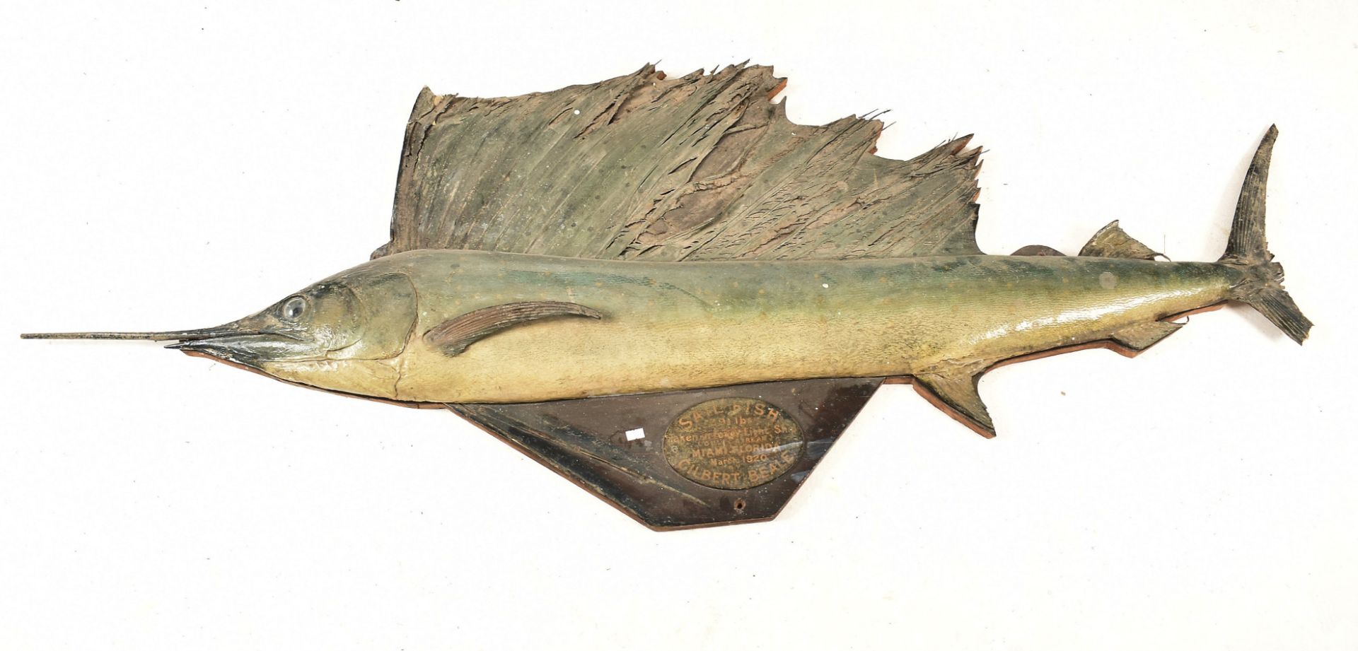 1920S TAXIDERMY SAIL FISH MOUNTED ON WOOD WITH PLAQUE