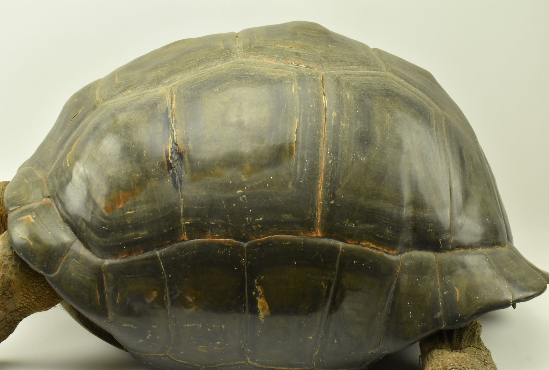 19TH CENTURY TAXIDERMY GALAPAGOS GIANT TURTLE - Image 4 of 11
