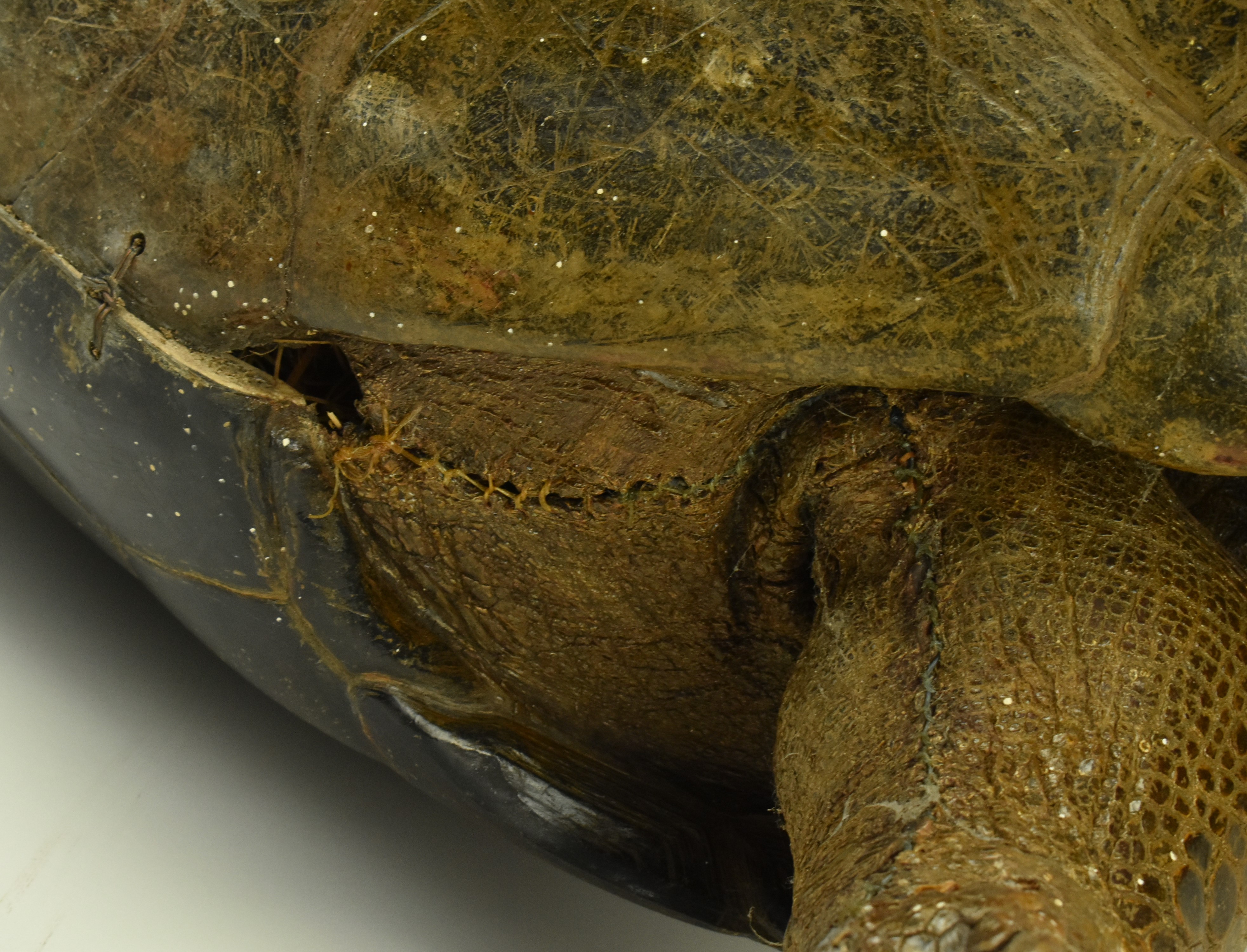 19TH CENTURY TAXIDERMY GALAPAGOS GIANT TURTLE - Image 10 of 11