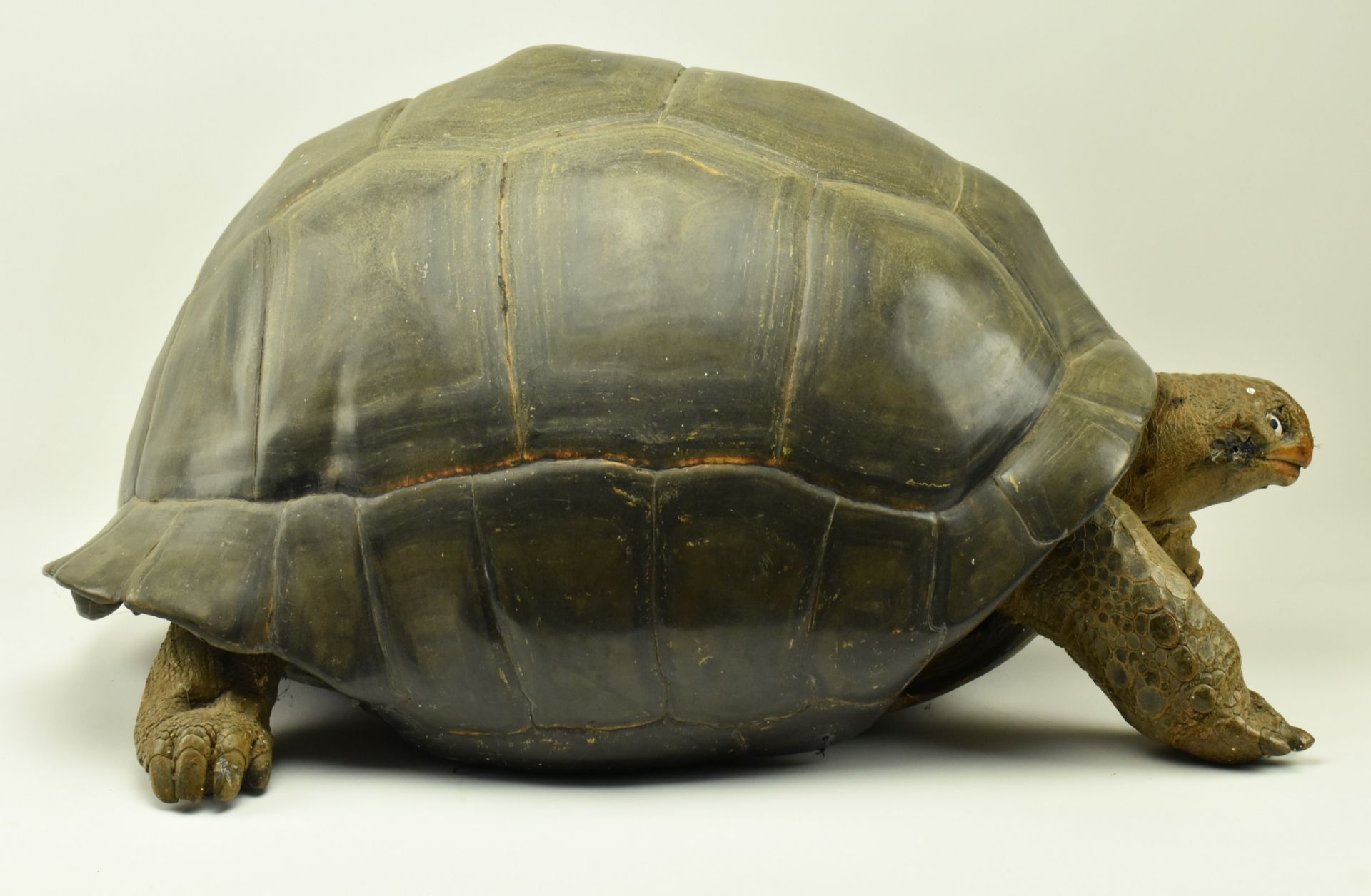 19TH CENTURY TAXIDERMY GALAPAGOS GIANT TURTLE - Image 7 of 11