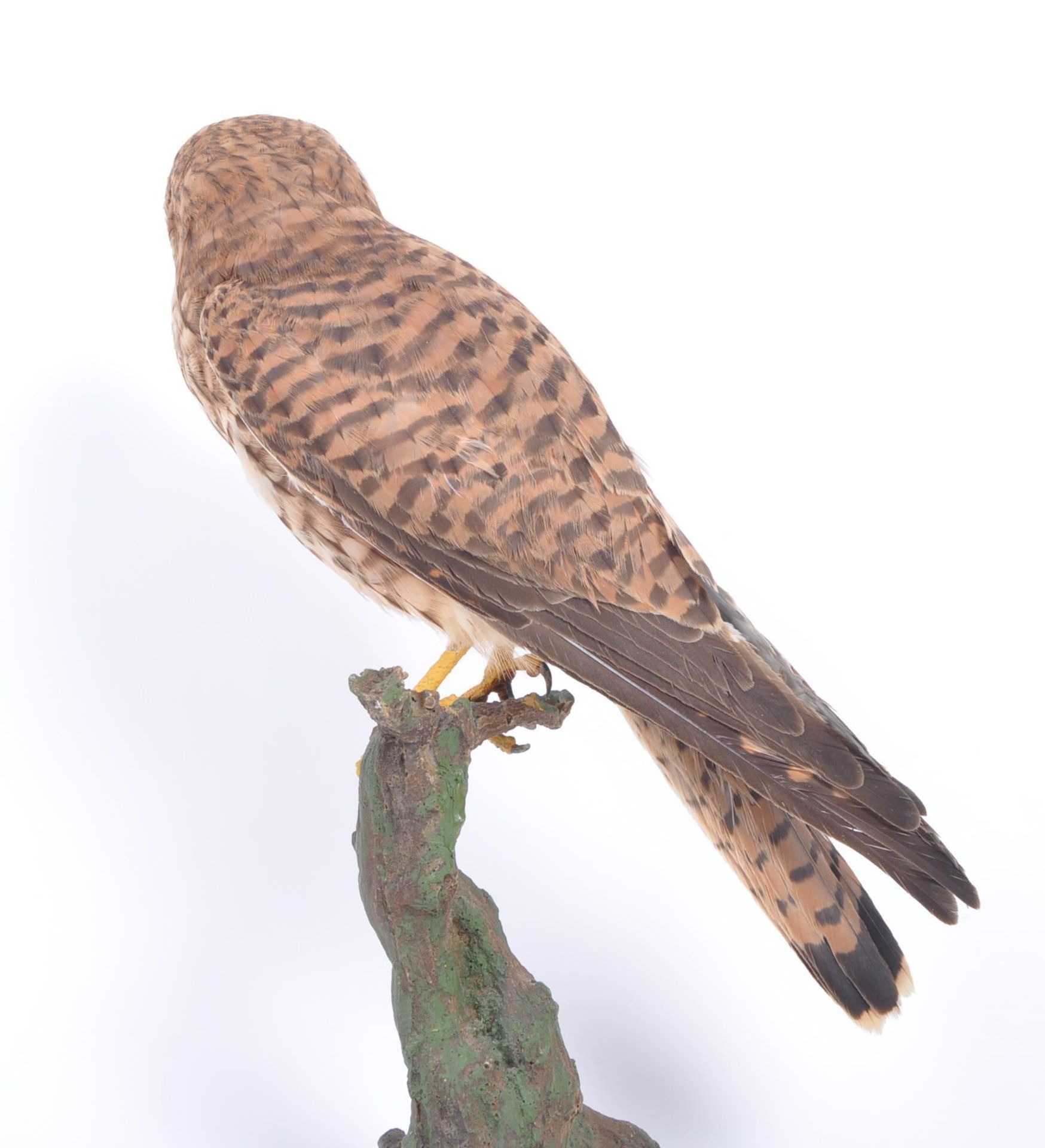 TAXIDERMY - 20TH CENTURY COMMON KESTREL ON NATURAL MOUNT - Image 4 of 6