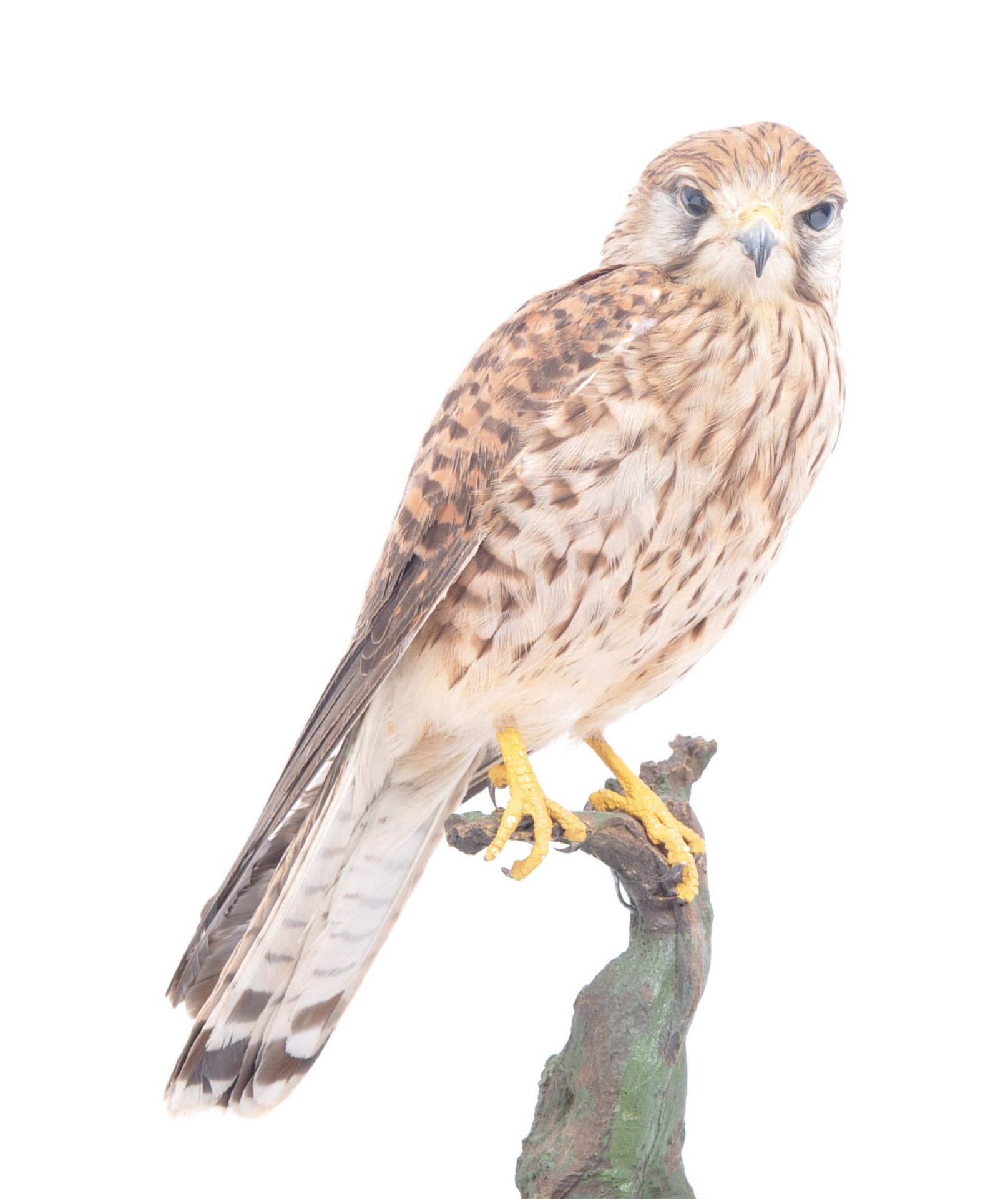 TAXIDERMY - 20TH CENTURY COMMON KESTREL ON NATURAL MOUNT - Bild 2 aus 6