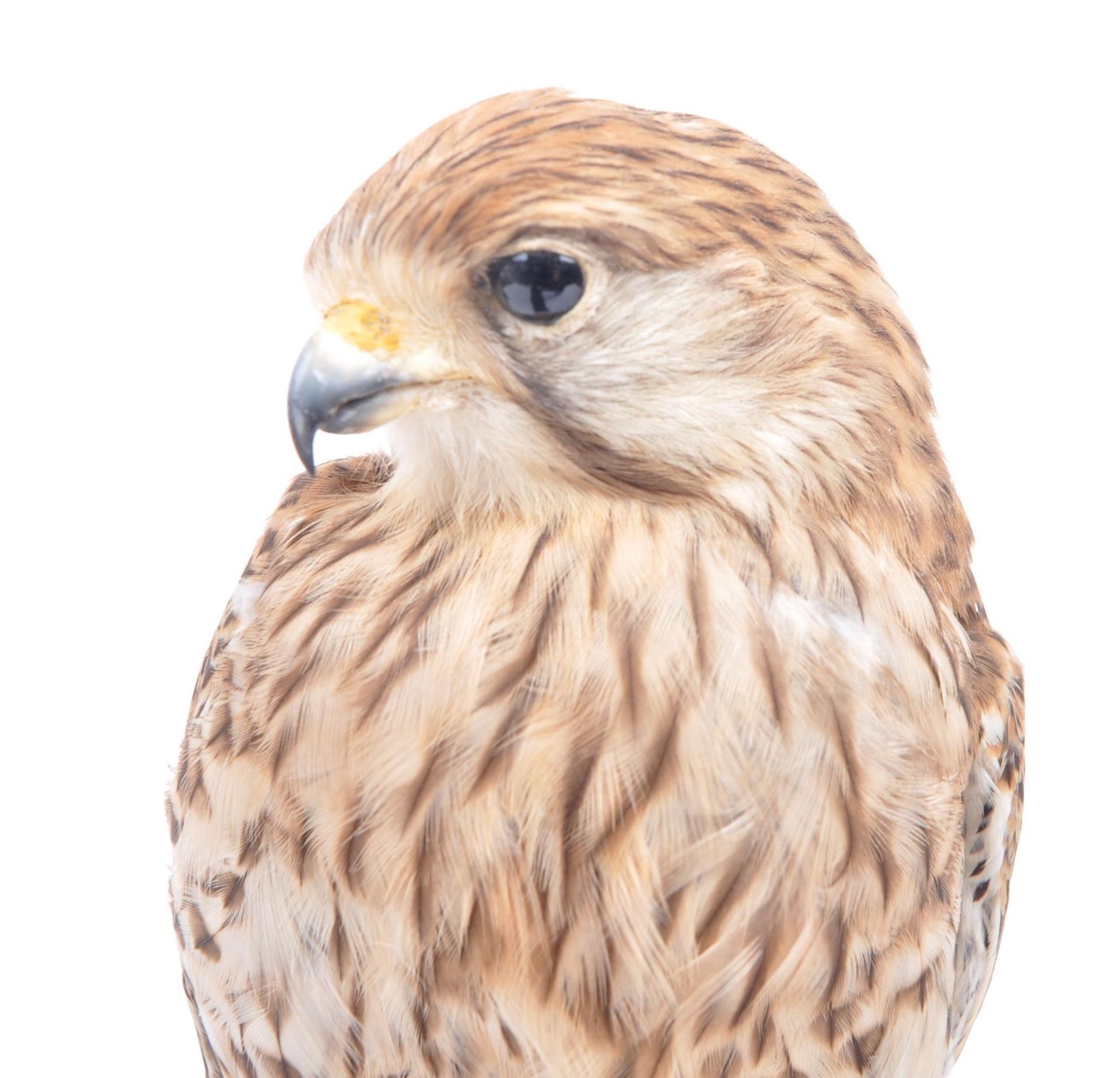 TAXIDERMY - 20TH CENTURY COMMON KESTREL ON NATURAL MOUNT - Bild 3 aus 6