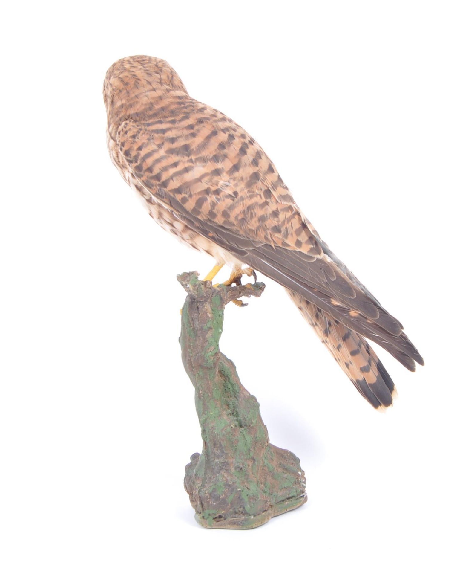 TAXIDERMY - 20TH CENTURY COMMON KESTREL ON NATURAL MOUNT - Image 5 of 6