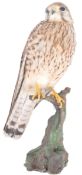 TAXIDERMY - 20TH CENTURY COMMON KESTREL ON NATURAL MOUNT