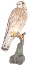 TAXIDERMY - 20TH CENTURY COMMON KESTREL ON NATURAL MOUNT