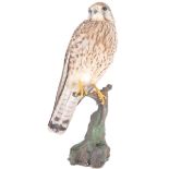 TAXIDERMY - 20TH CENTURY COMMON KESTREL ON NATURAL MOUNT