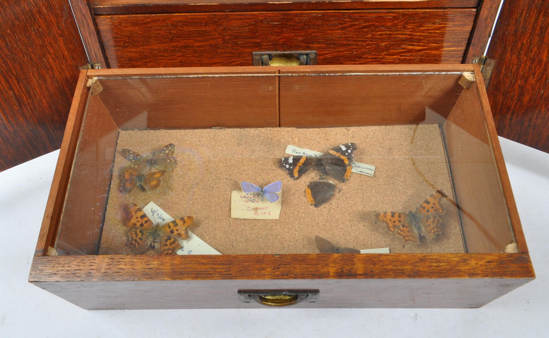 COLLECTION OF TAXIDERMY BUTTERFLIES WITHIN CASED DRAWERS - Image 2 of 4