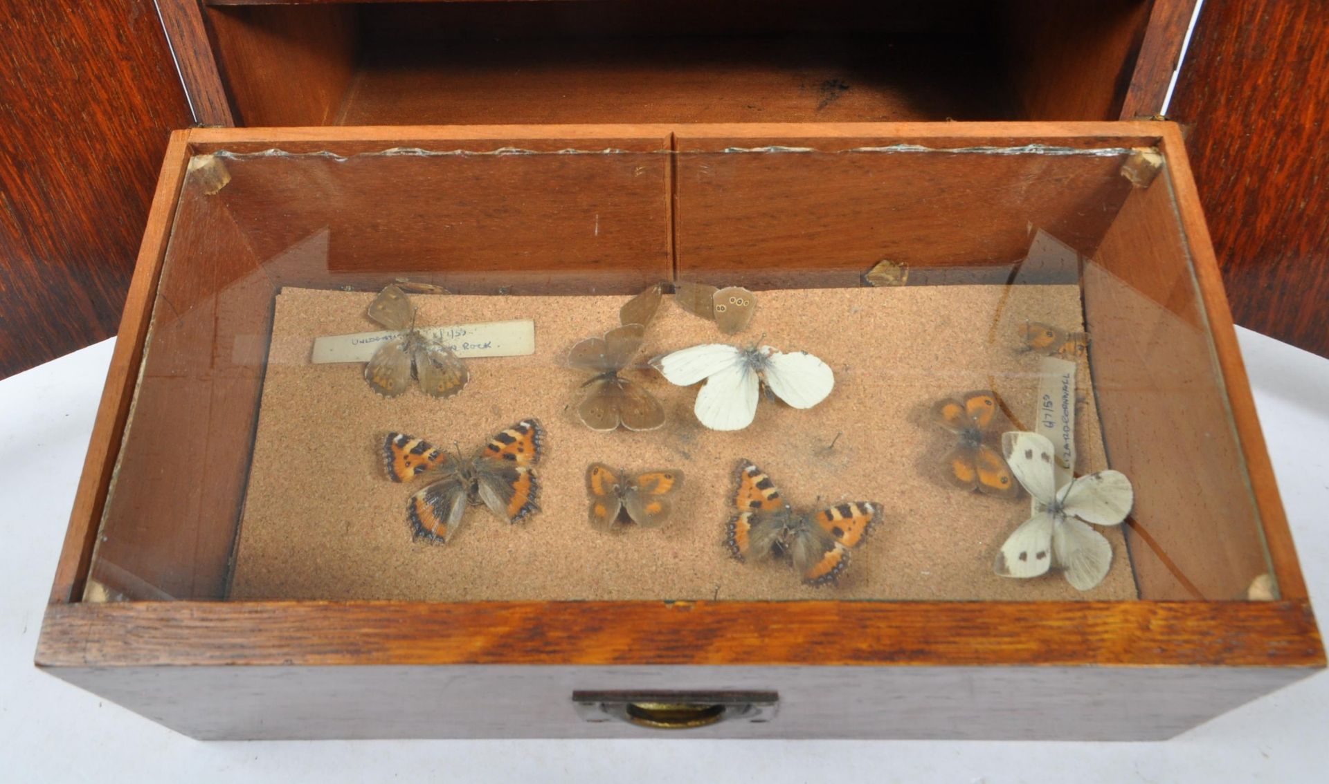 COLLECTION OF TAXIDERMY BUTTERFLIES WITHIN CASED DRAWERS - Image 3 of 4