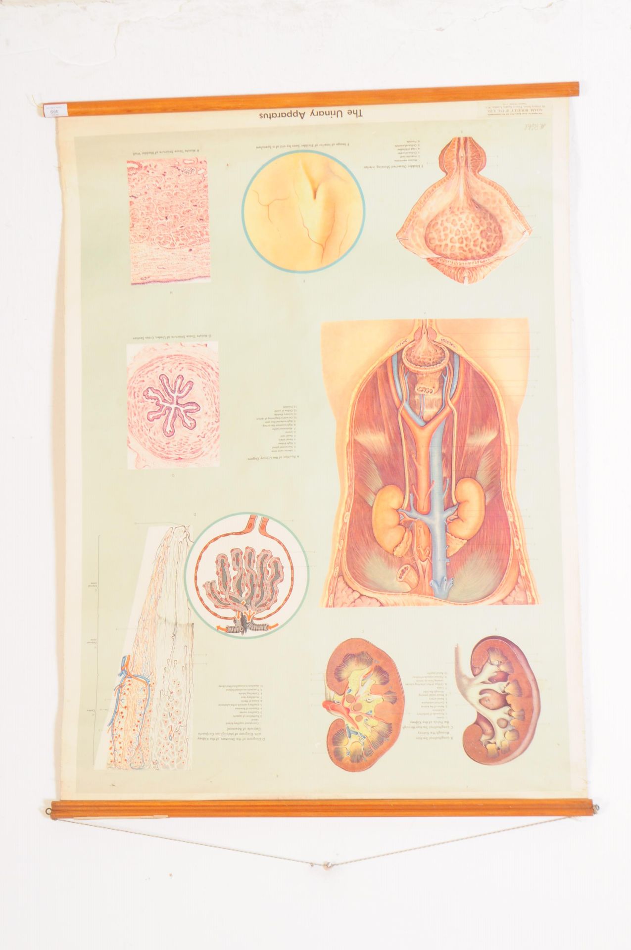 MID CENTURY M. ROHL MEDICAL POSTER