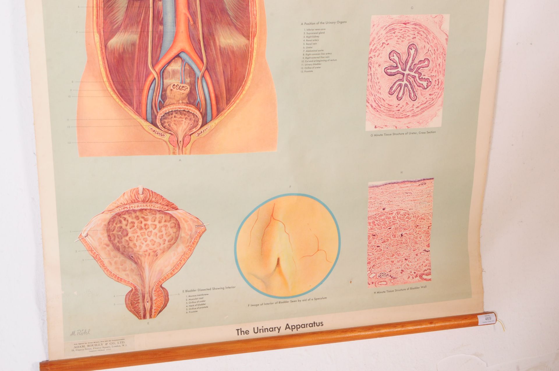 MID CENTURY M. ROHL MEDICAL POSTER - Image 3 of 4