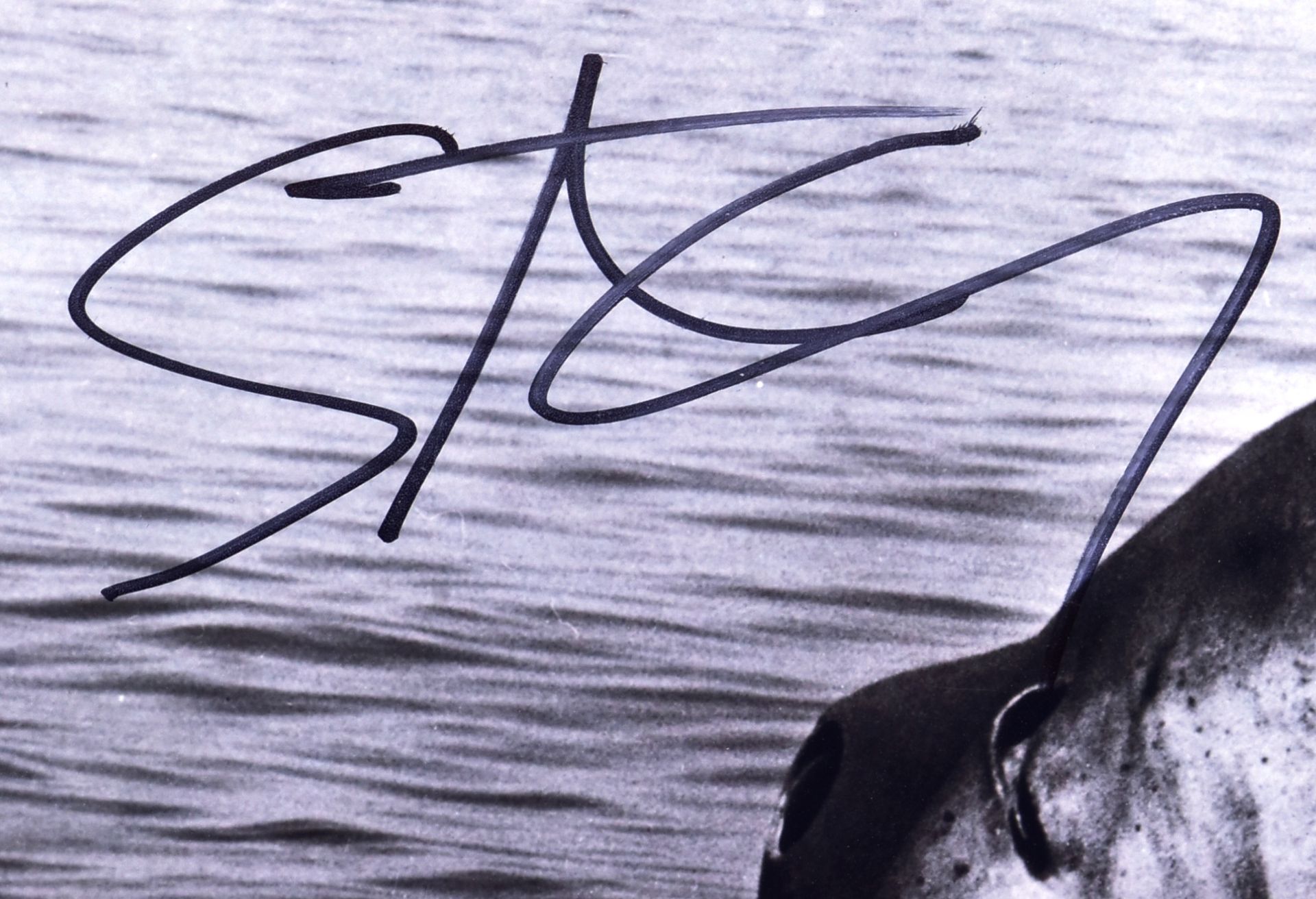 STEVEN SPIELBERG - JAWS - AUTOGRAPHED 8X10" PHOTOGRAPH - Bild 2 aus 3