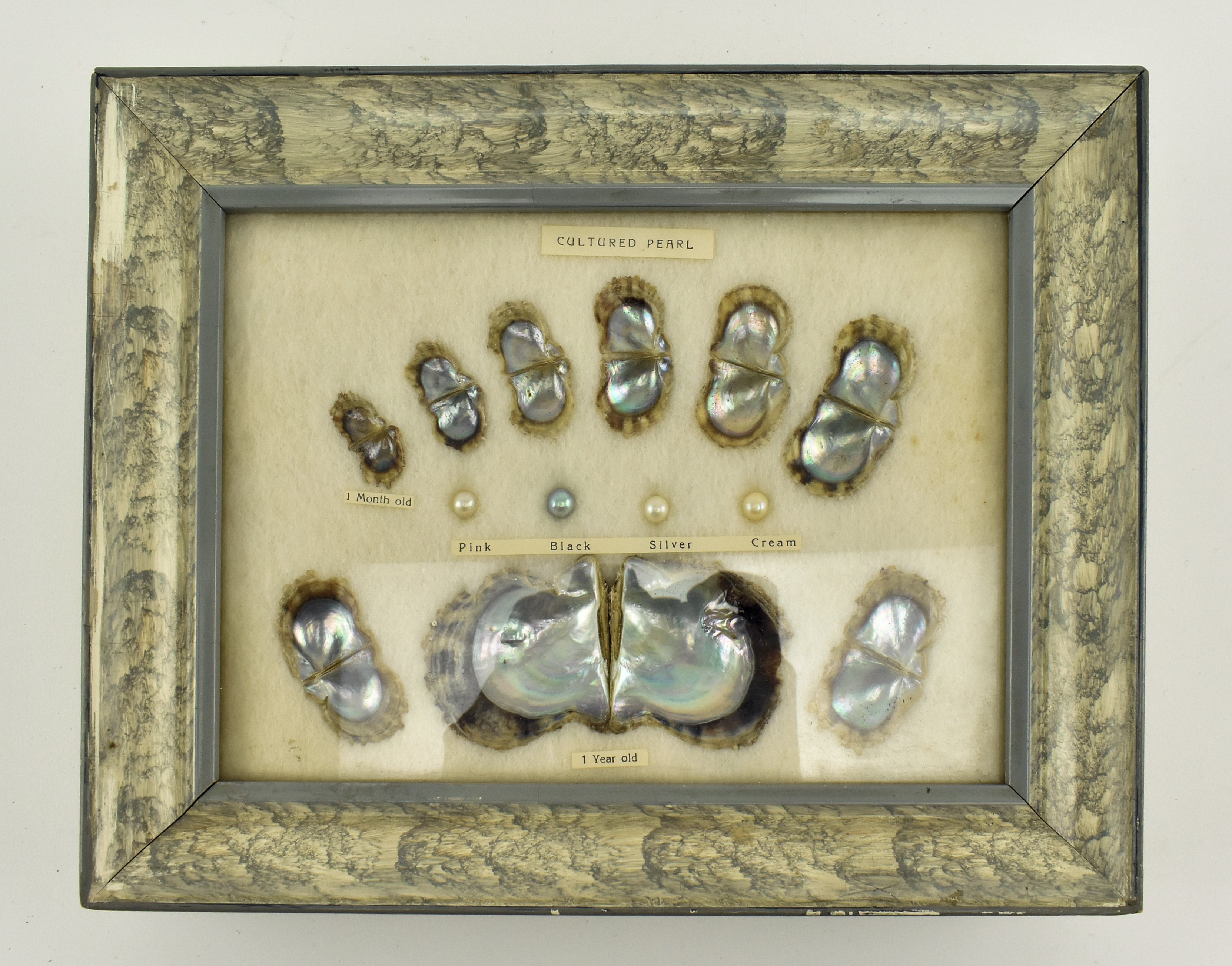 FRAMED DISPLAY CASE OF THE LIFESPAN OF CULTURED PEARLS