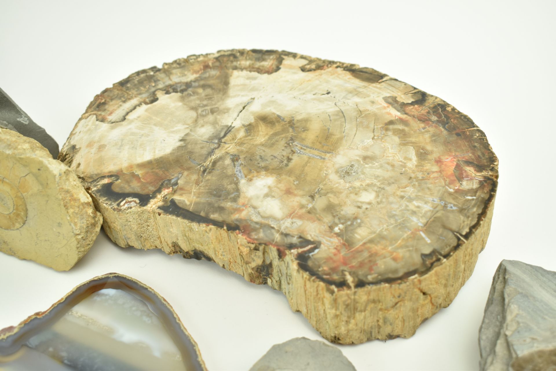 NATURAL HISTORY - COLLECTION OF FOSSILS, SHELLS & GEMSTONES - Image 9 of 12