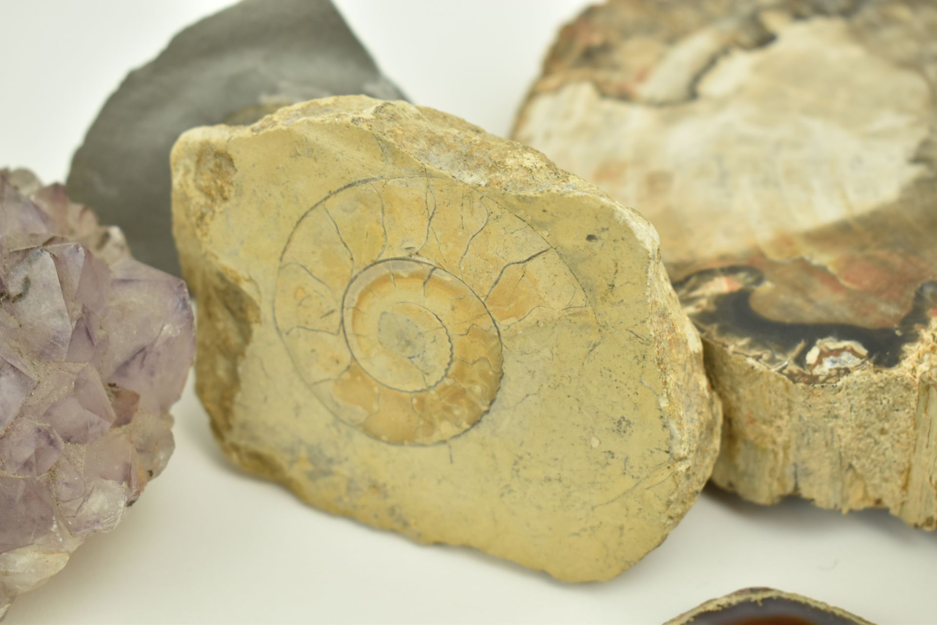 NATURAL HISTORY - COLLECTION OF FOSSILS, SHELLS & GEMSTONES - Image 7 of 12