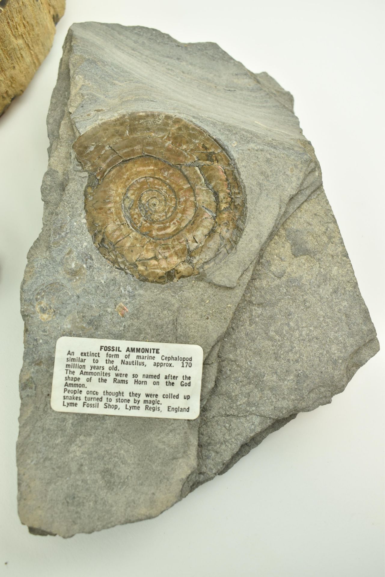 NATURAL HISTORY - COLLECTION OF FOSSILS, SHELLS & GEMSTONES - Image 2 of 12