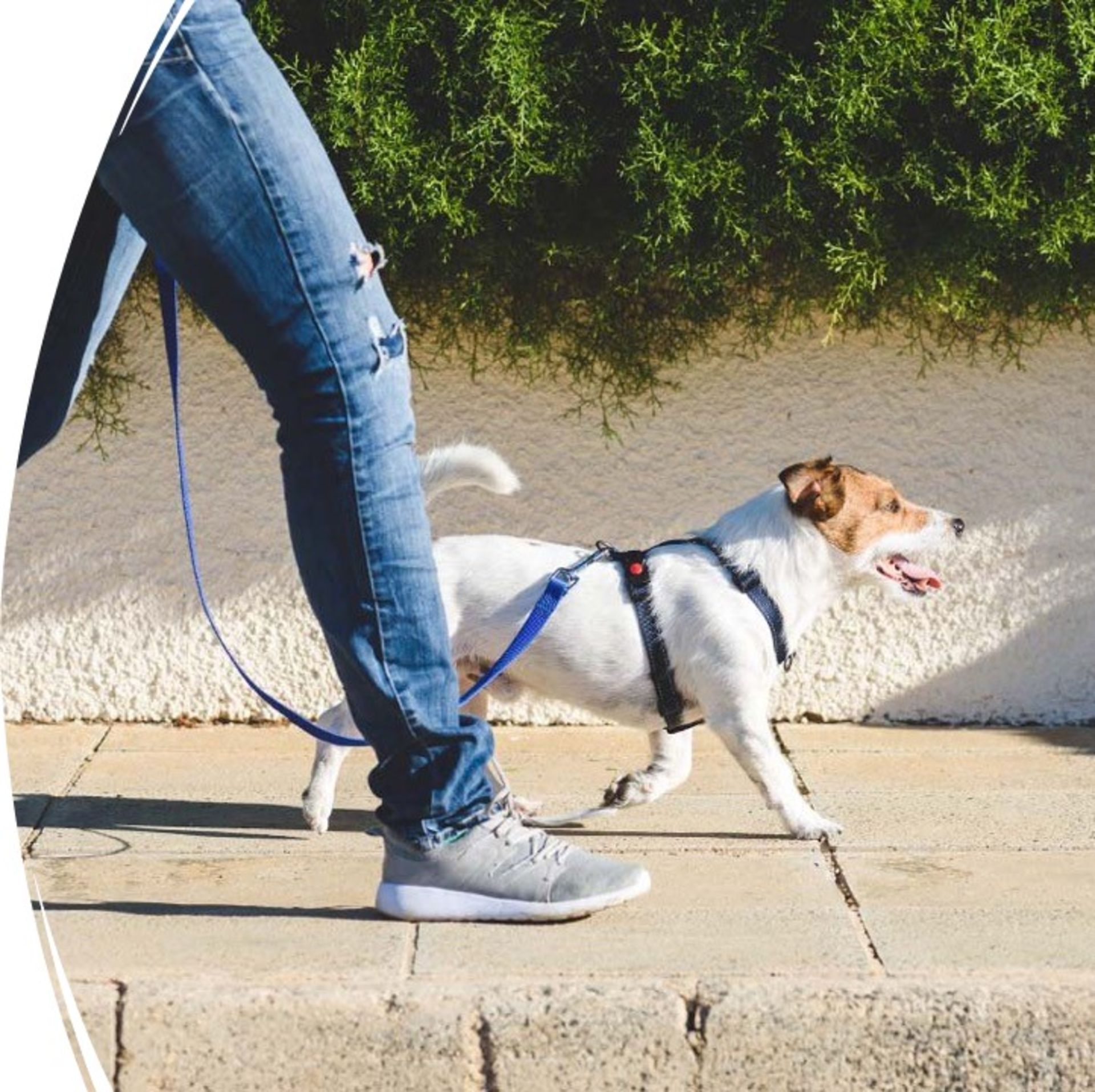 DOG WALKING SESSION FOR YOUR DOG