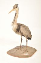 OF NATURAL HISTORY / TAXIDERMY INTEREST - VICTORIAN GREY HERON