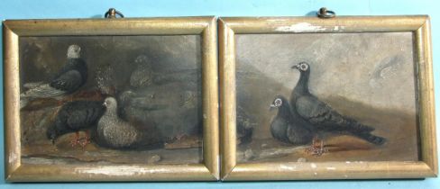 19th century English School STUDY OF FOUR PIGEONS Unsigned oil on board, 10 x 14cm and a